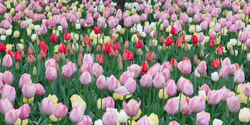 实用全上海532家公园攻略速速收藏,上海攻略必去的公园