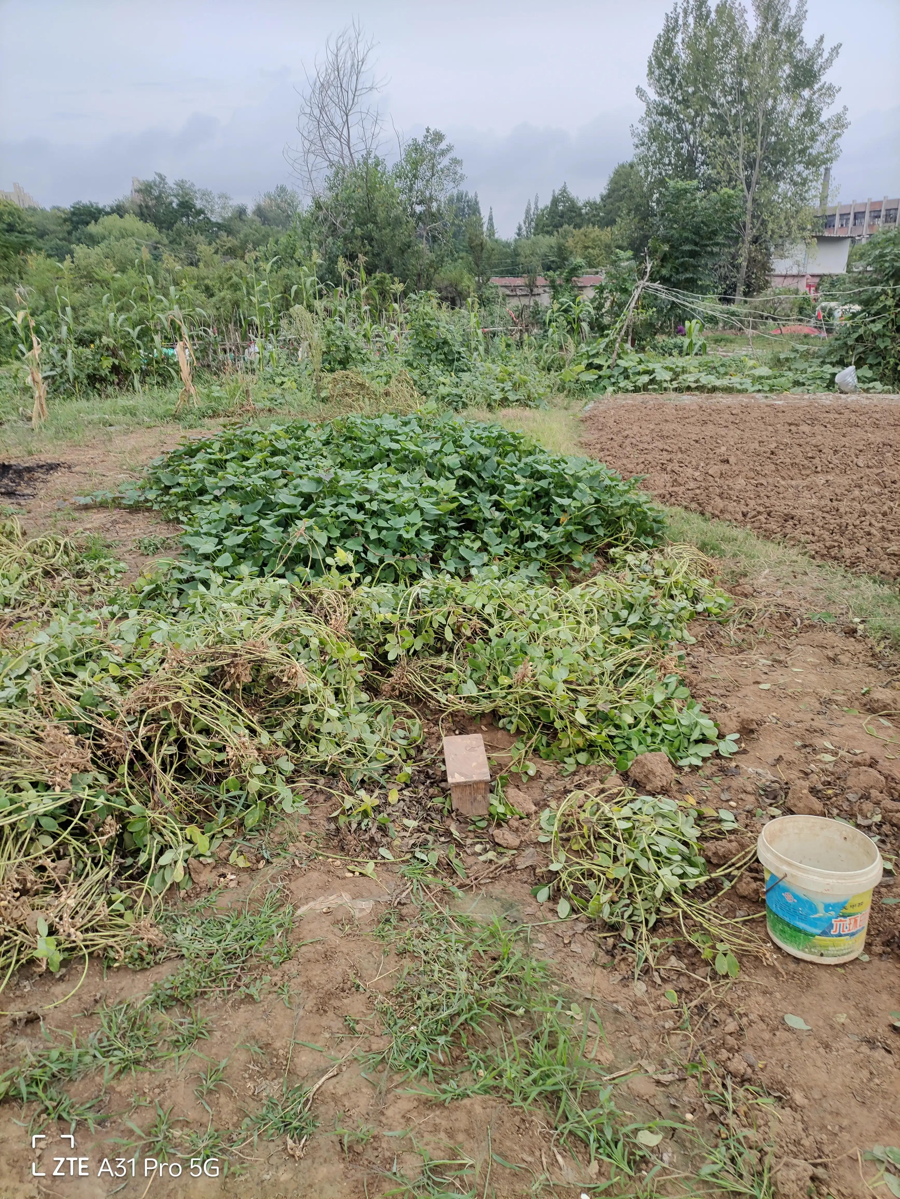 落花生的原名,落花生是什么意思