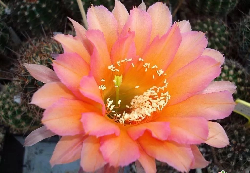 200种·仙人球开花图鉴，大开眼界，美到爆