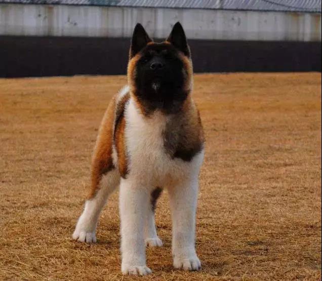 100多种名犬图片大全大图高清,100多种名犬图片大全大图