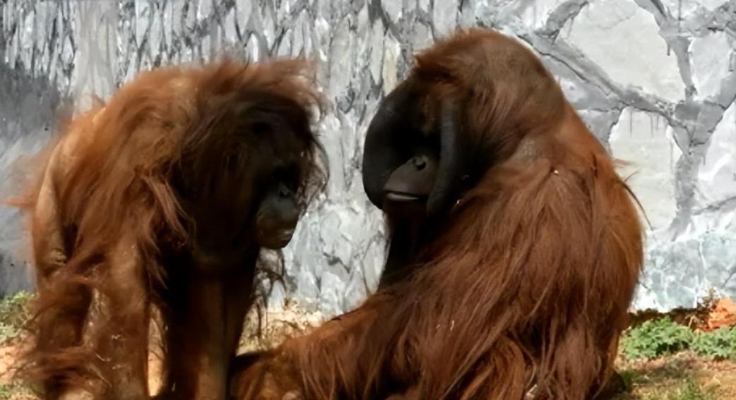 动物园大猩猩健身,大猩猩吃东西变瘦