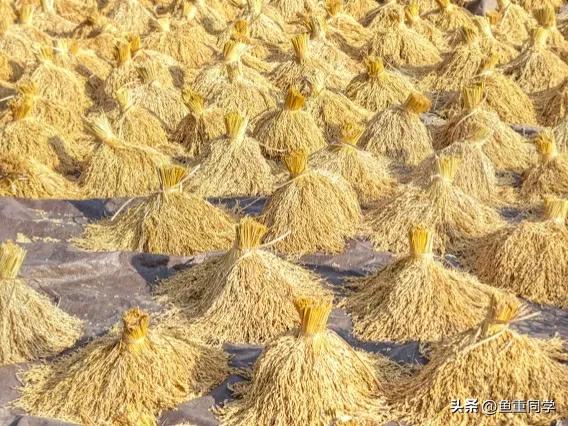 霜降寓意着天气逐渐变冷,今年霜降日是什么预兆