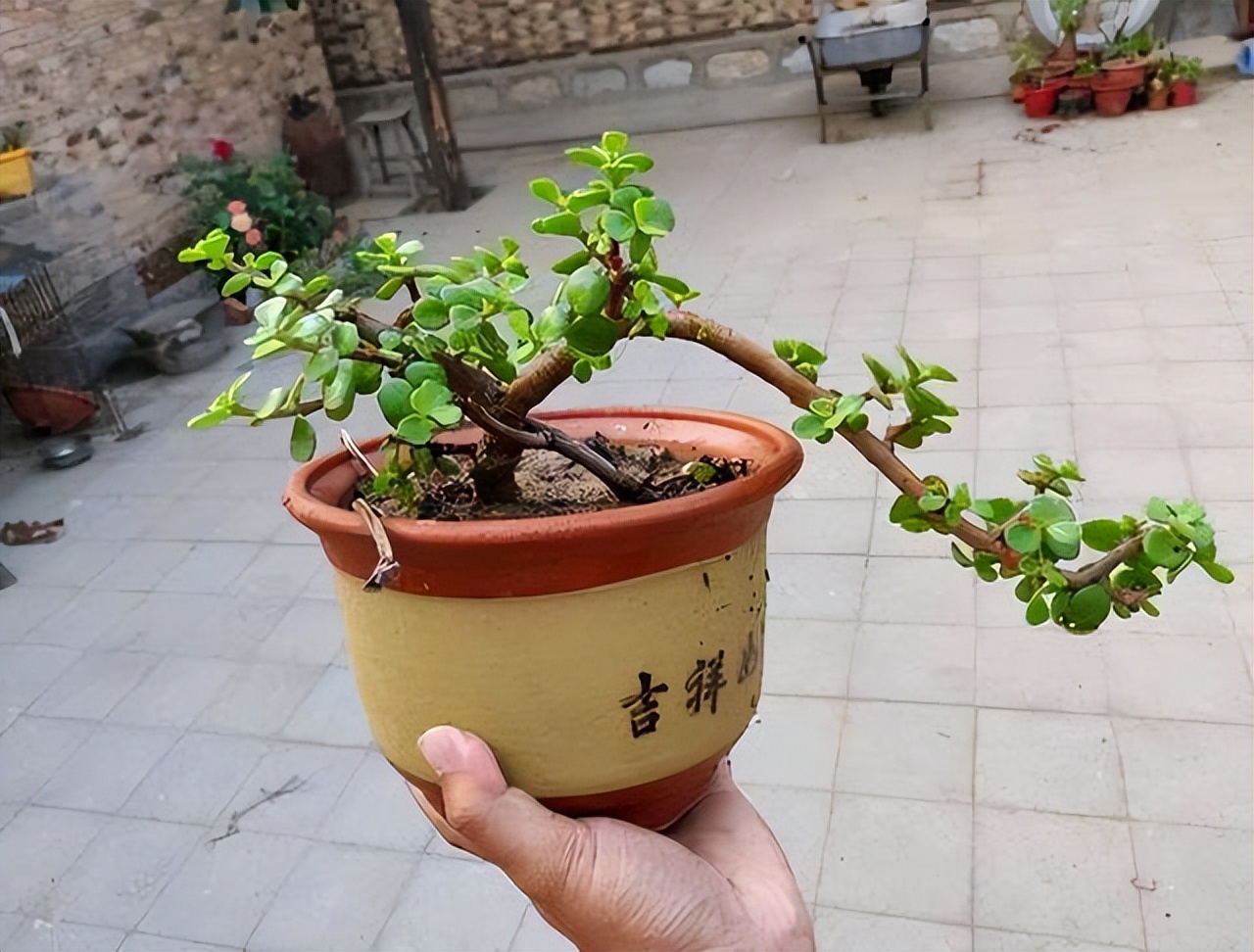 5月份给金枝玉叶换盆,金枝玉叶剃头后怎么才能快速生长