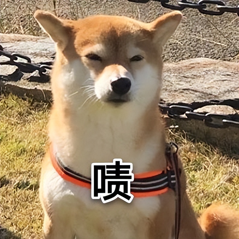 养一只柴犬好吗,柴犬可怕视频大全