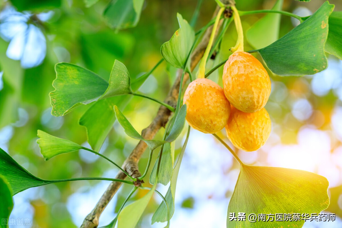 中药麻黄白果治疗哮喘效果如何,白果治支气管哮喘该怎么吃