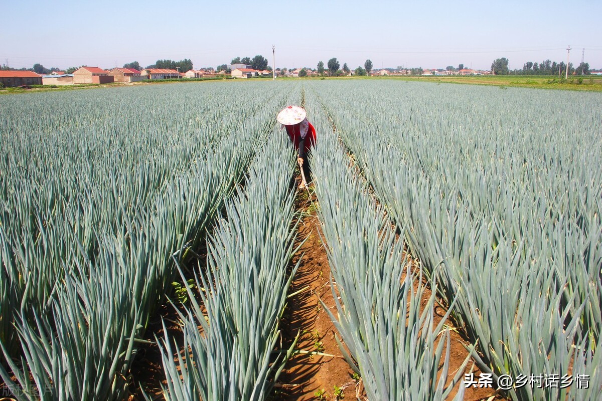 大葱为什么有白和绿两部分,葱的干尖白点一招教您来解决