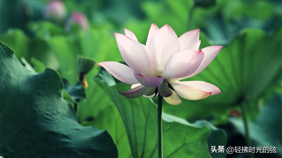 唐诗中最美的一首荷花诗,关于荷花的唯美诗句古诗