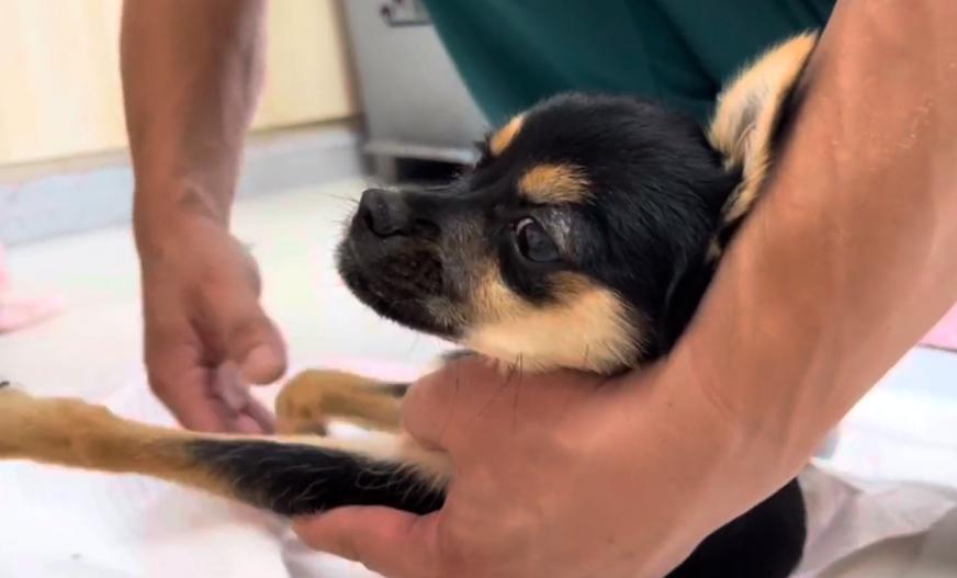 仅4，5个月大的吉娃娃，却因被人故意打伤，余生注定只能一直跪着