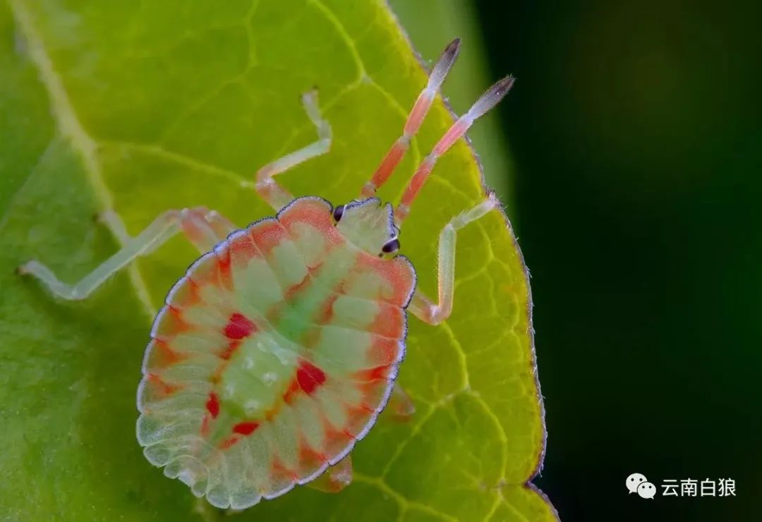 学校突然出现诡异的虫子,女生宿舍惊现不明虫