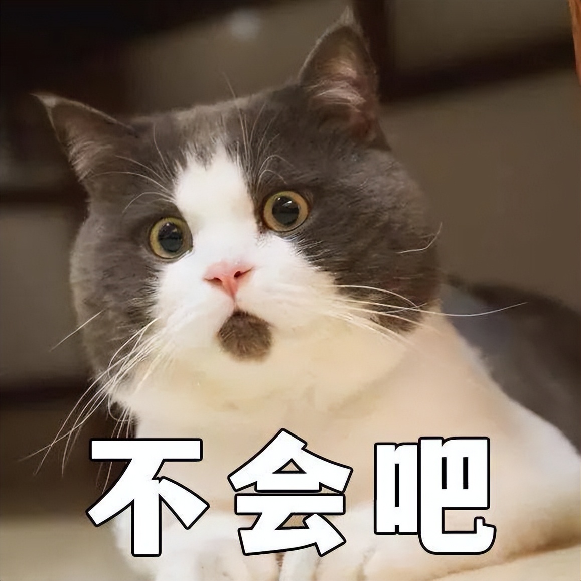 抗抑菌制剂禁用物质,怎么鉴别抗抑菌剂