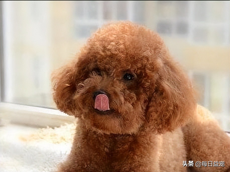 泰迪犬舔人脸是什么意思呀,泰迪犬十大心机