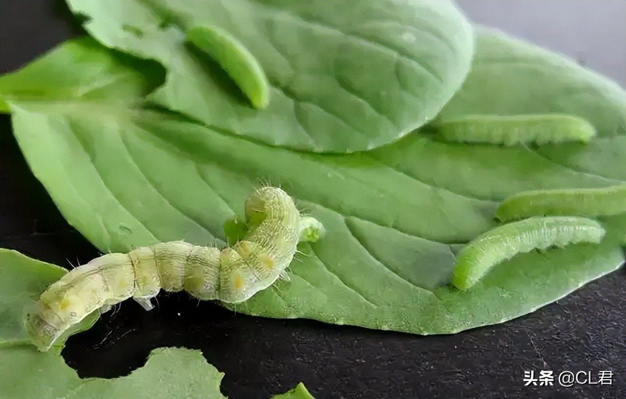 菜青虫的危害症状及防治方法,种菜有青虫用什么药