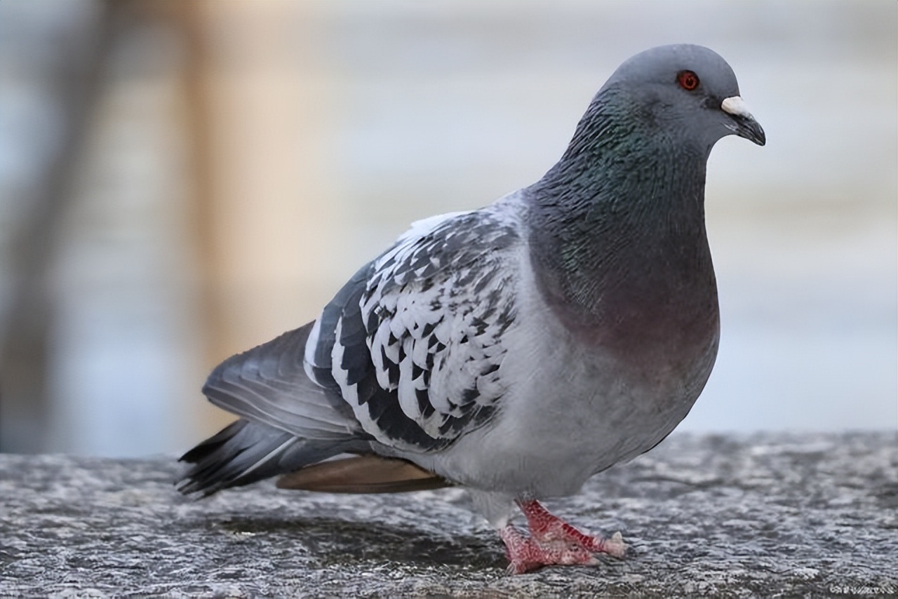 信鸽是靠什么送信到目的地的,古时候的信鸽怎么准确送到地点