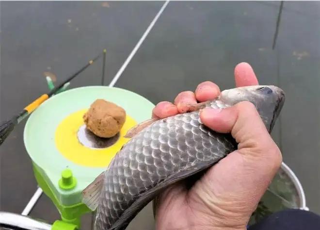 钓鱼小知识秋季爆护口诀,一个月当中哪几天才好钓鱼爆护