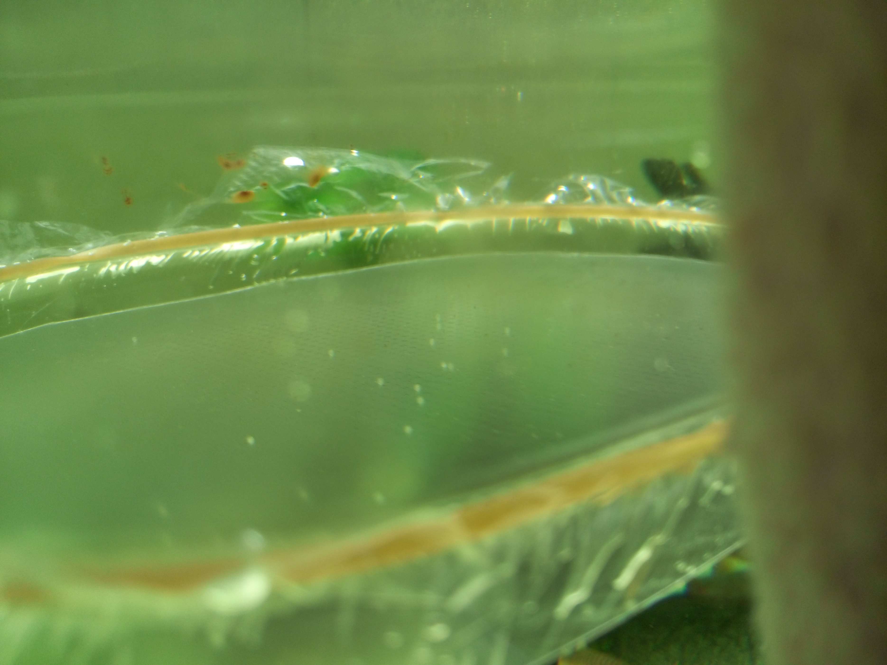 原生的斑马鱼会长蝶翼吗,原生斑马鱼会跳吗