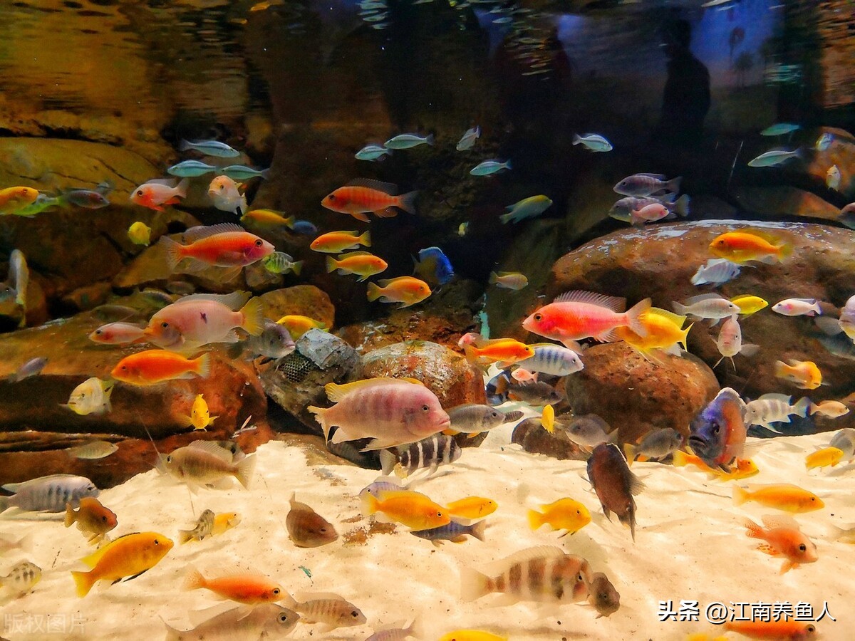 鱼缸滤材多久清洗一次怎么清洗,鱼缸过滤滤材多久清洗一次