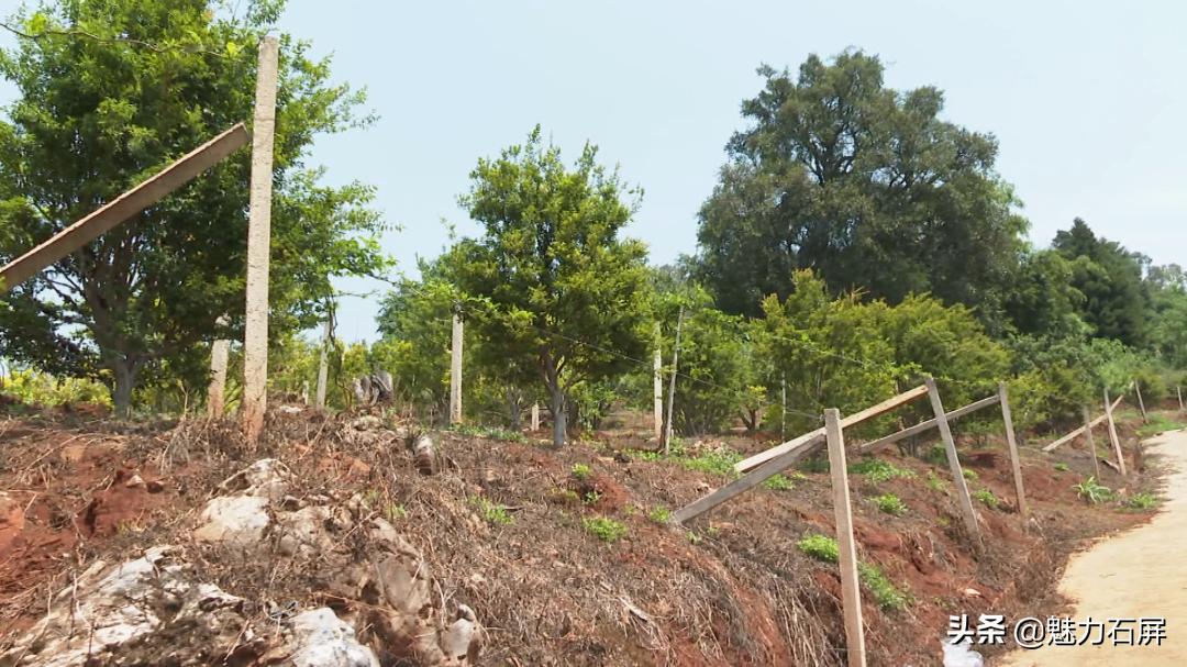 一果四味是什么水果,一果四味