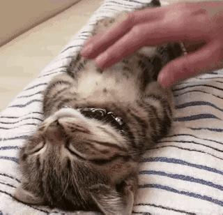 猫身上的“舒服区”与“雷区”，你知道吗？