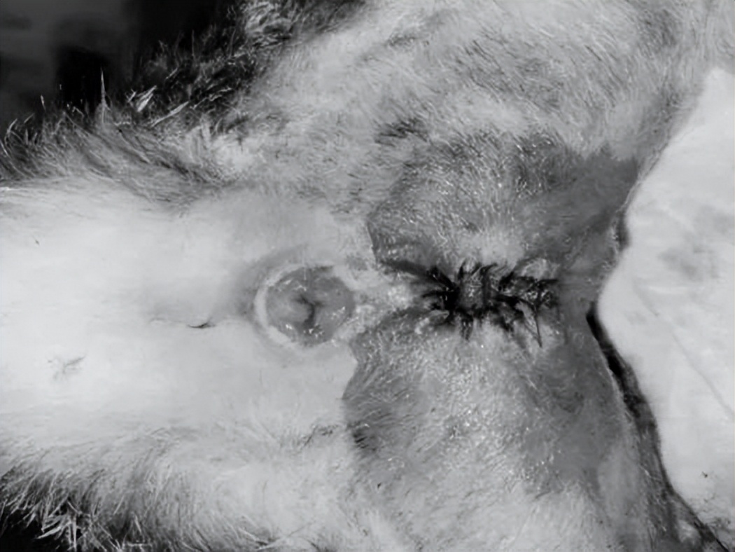 铲屎官有哪些难题,猫咪尿路感染缓解猫咪的小妙招