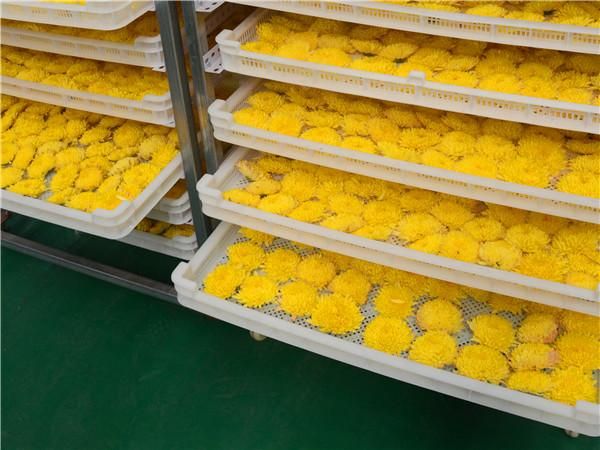 大型节能菊花专用烘干设备,开封金银花空气能烘干机设备