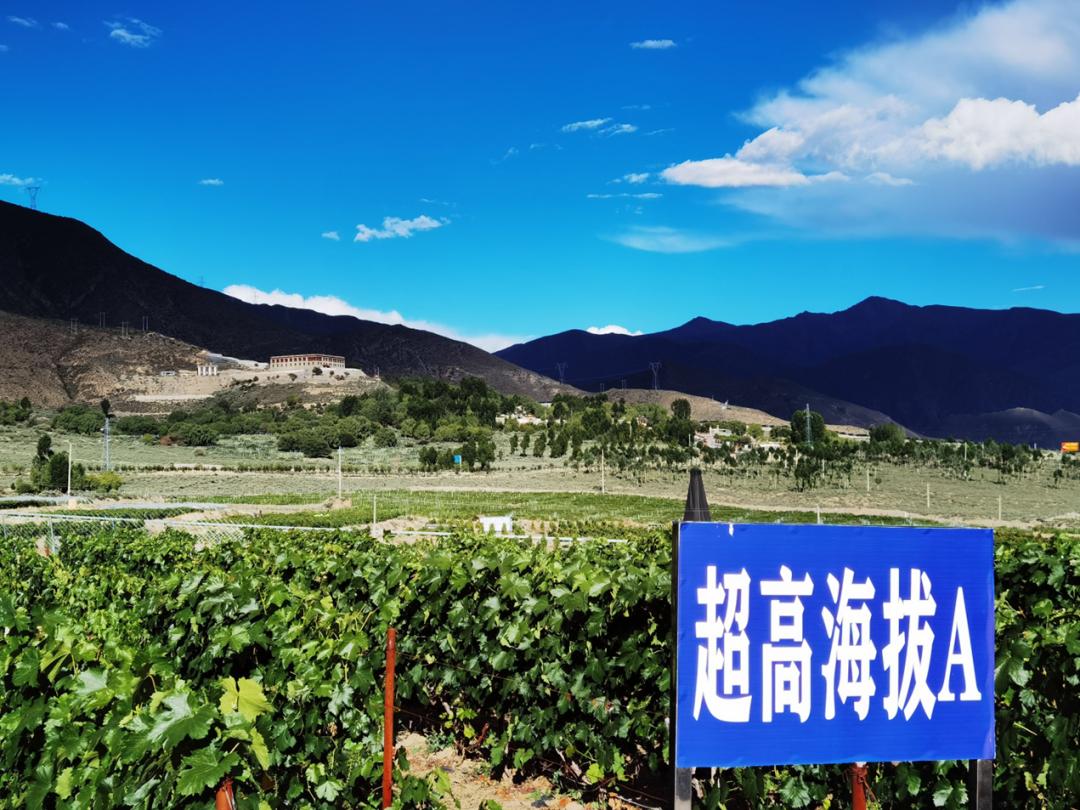 小葡萄串起乡村振兴大梦想,桑日县葡萄