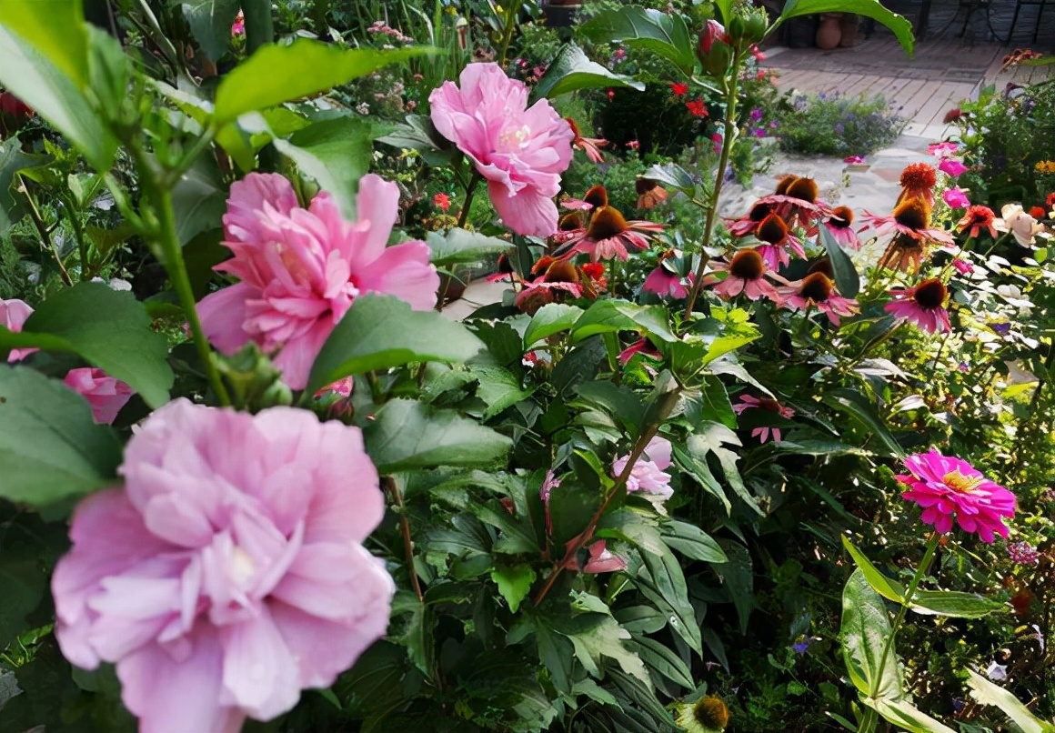 十二星座幸运花解读,十二星座幸运花双鱼座是紫罗兰