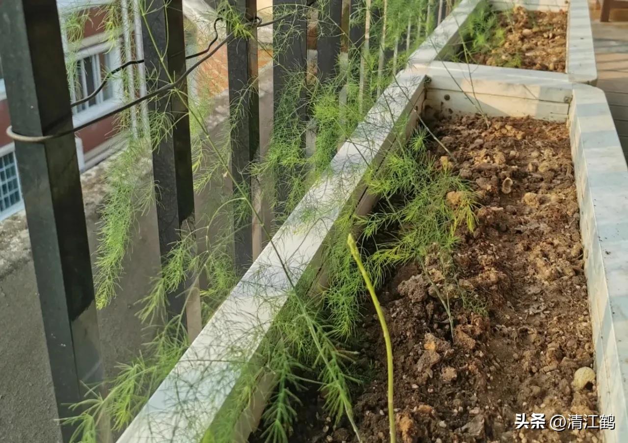 露笋高产吗,莴笋的种植方法和时间