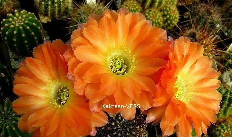 200种·仙人球开花图鉴，大开眼界，美到爆