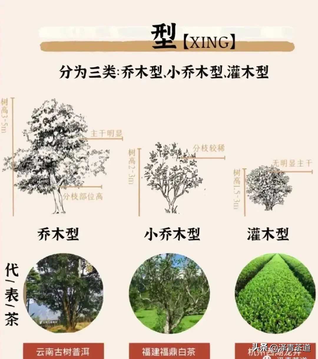 茶树为什么多生“南”而不生“北”？