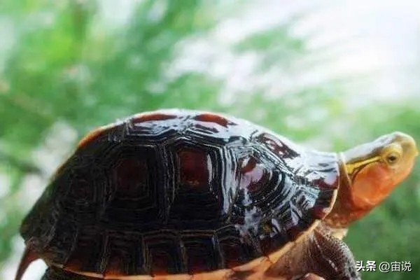 金钱龟习性是群居还是单居,人工养殖金钱龟是保护动物吗