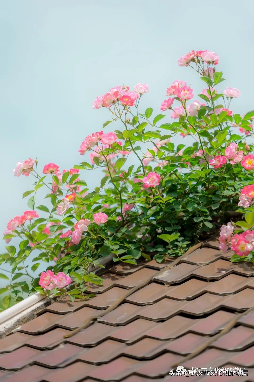 武汉的浪漫鲜花占一半,武汉的樱花开满了全城
