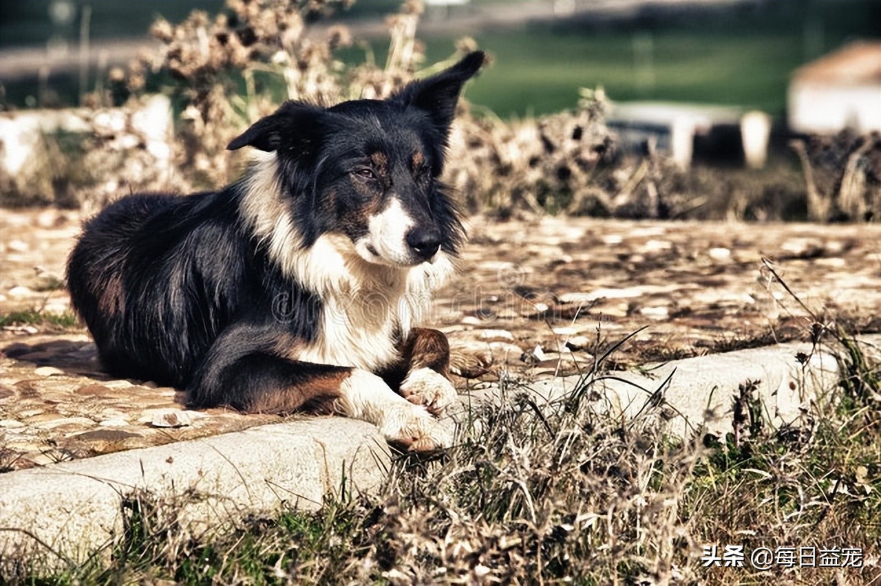 边牧受到虐待被救后拥抱新主人,长期被虐待的边牧