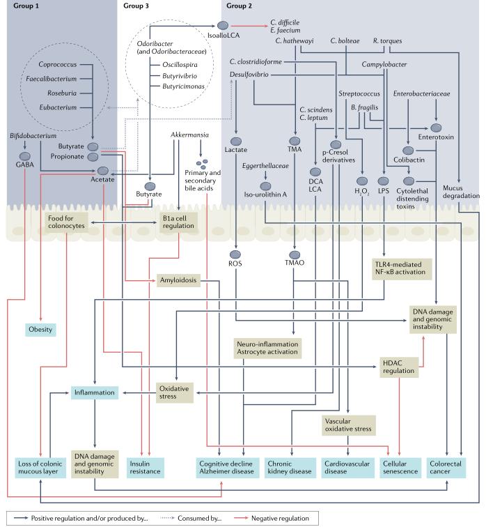 必看47分顶刊综述！又见肠道微生物群