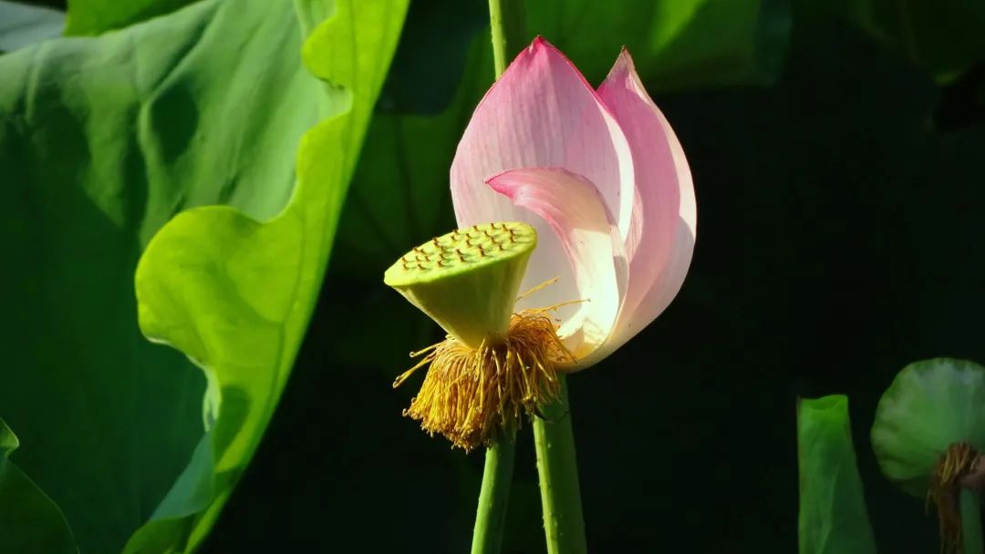 最美的莲花诗句,意境优美的莲花诗词