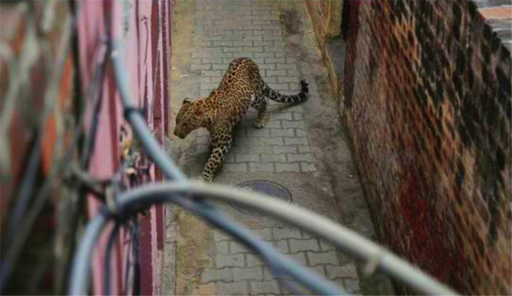 花豹在路边咬住牛,花豹被牛顶死