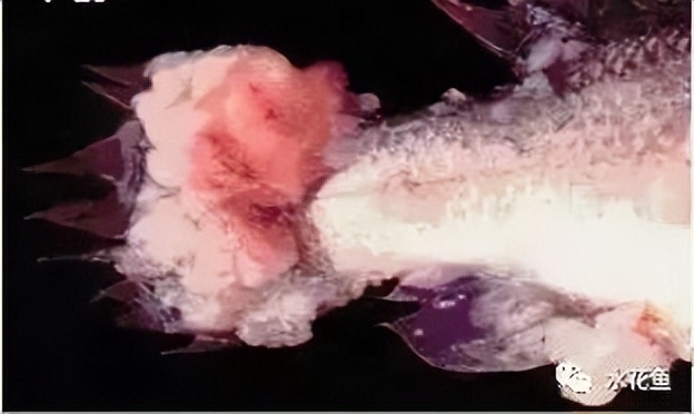 鱼类肿瘤治疗视频,鱼类淋巴囊肿病症状及防治