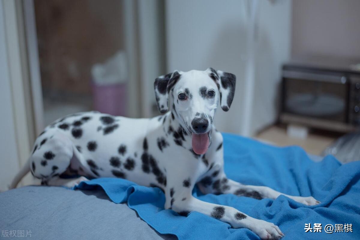 狗狗战斗力排行榜你家上榜了吗,狗狗智商排名第11的狗狗图片