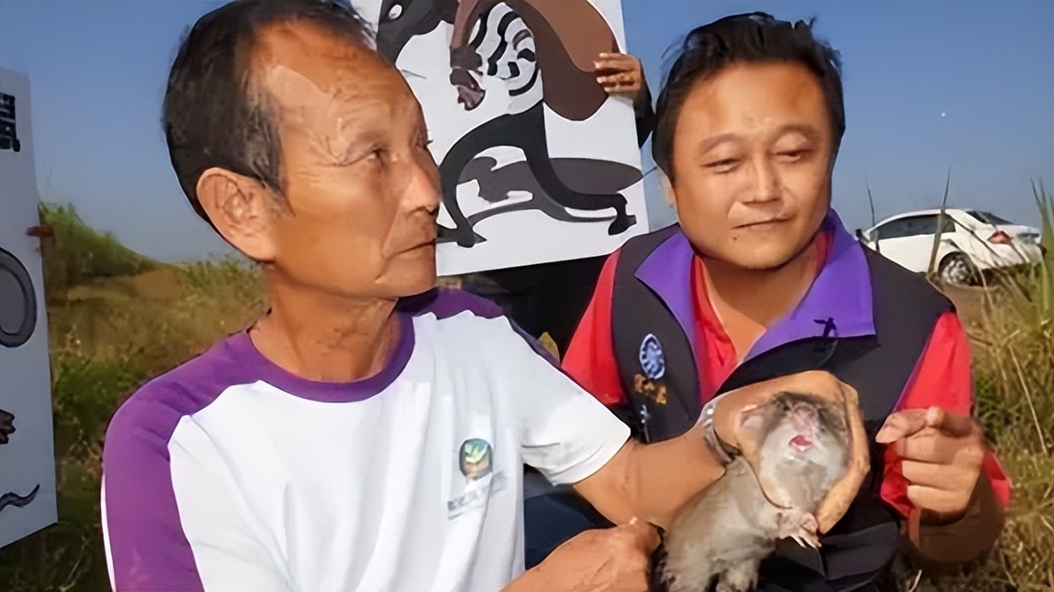 国内惊现巨型老鼠,上海巨型老鼠