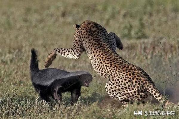 平头哥真的比狮子厉害吗,为什么平头哥连狮子都不怕