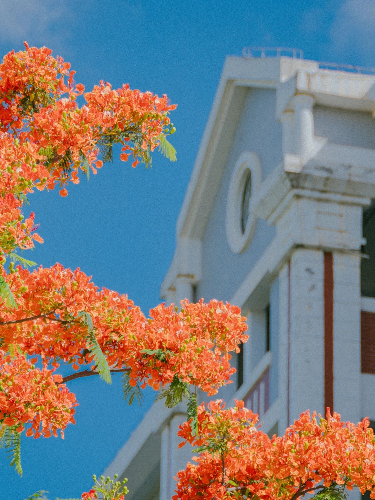 厦大蓝x凤凰花，何止灿烂！