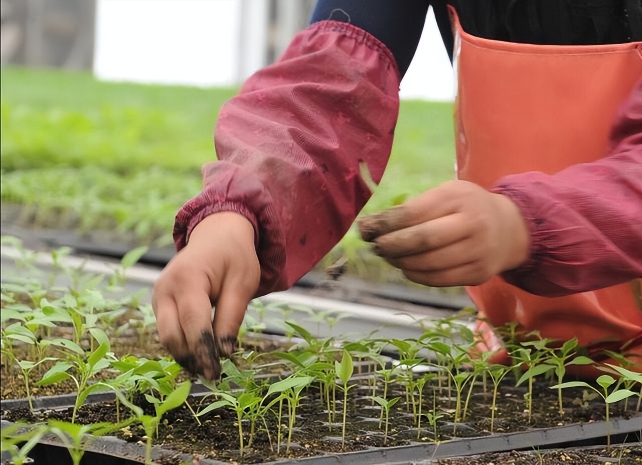 韩流是不是又要来了,韩流又要来了吗