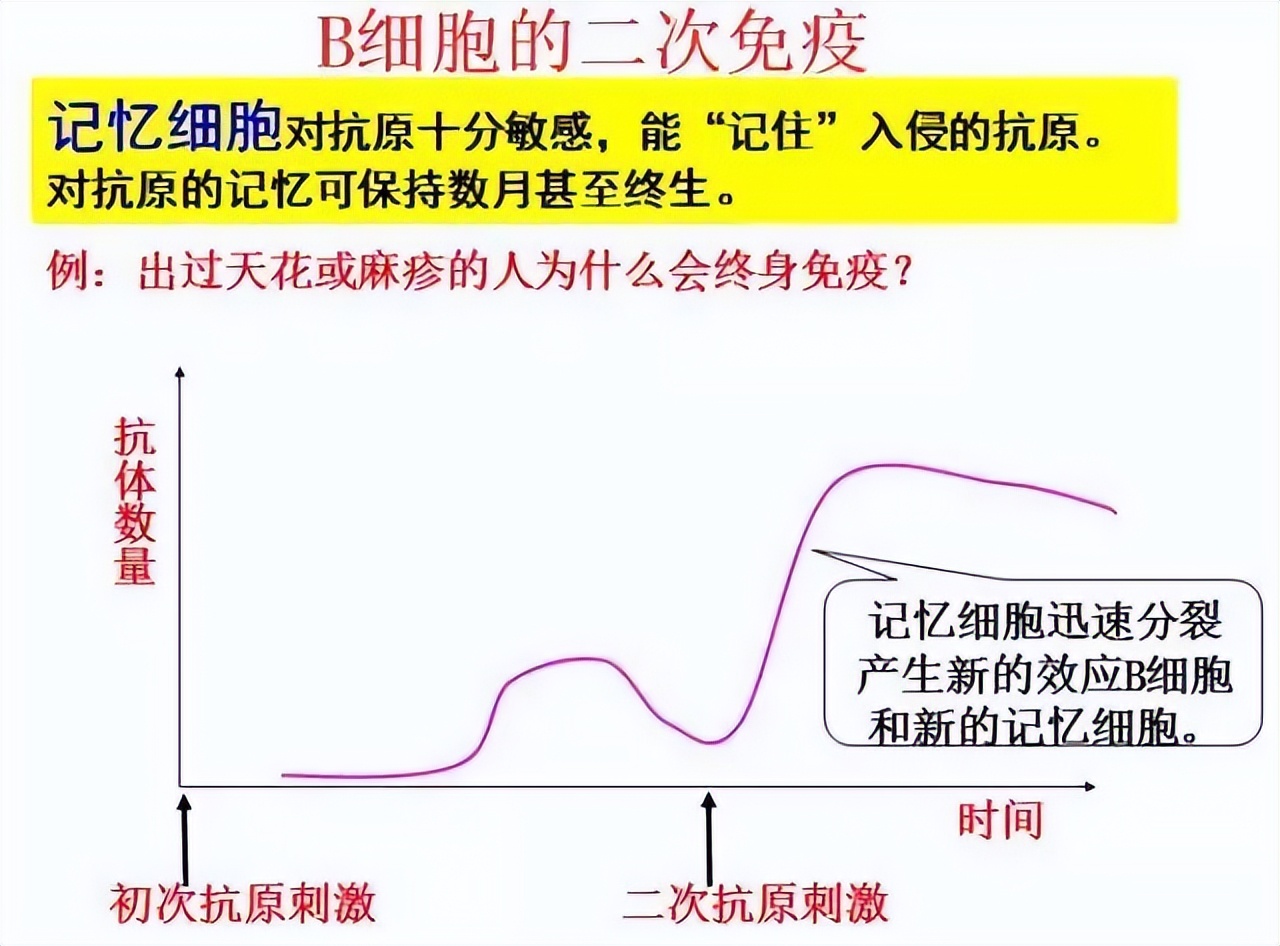 高中生物免疫失调知识点讲解视频,高中生物免疫调节