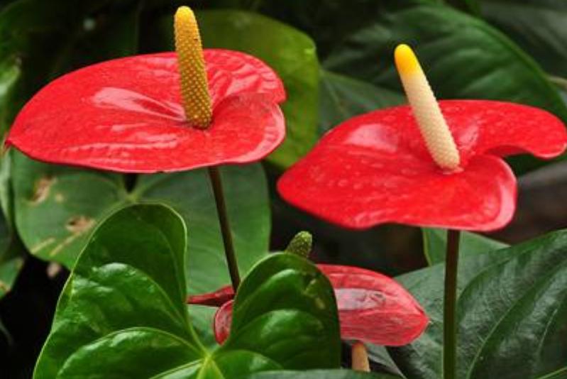 家里适合养什么好养的旺财花,适合养家里的吉祥花