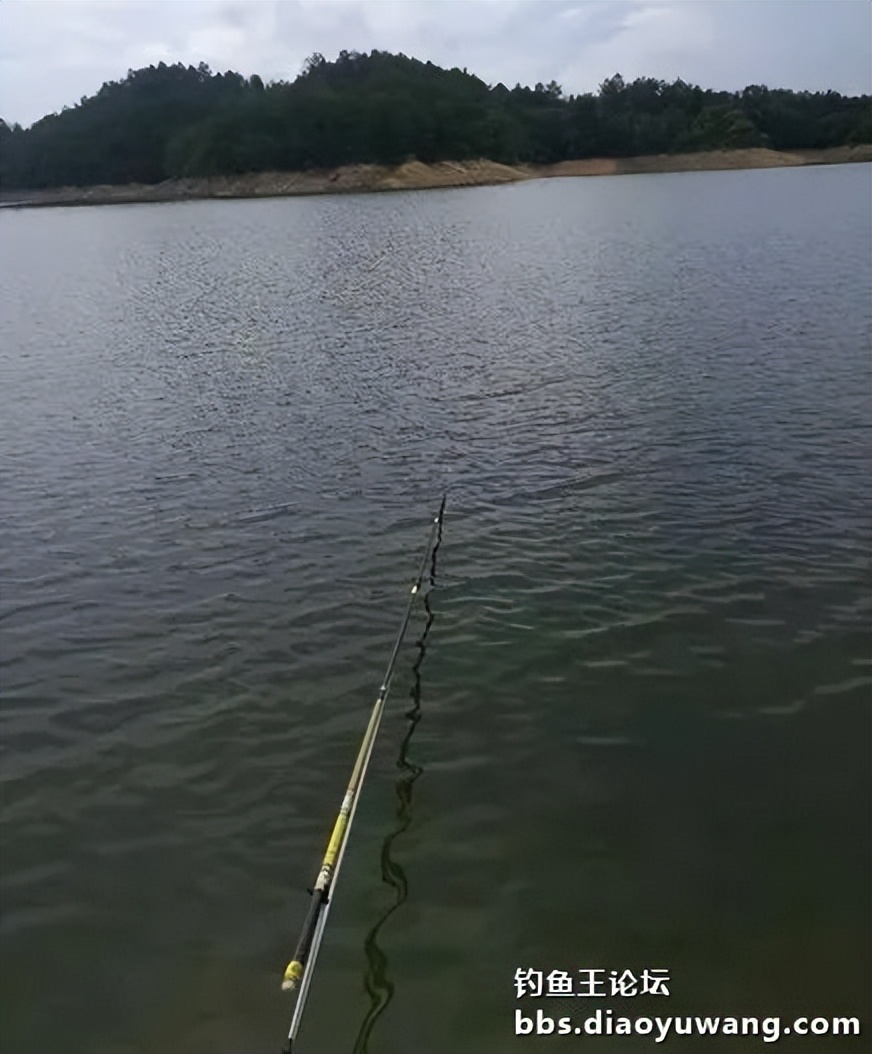 今晚吃鱼能配蓝鲫吗,今晚吃鱼加野战蓝鲫评测