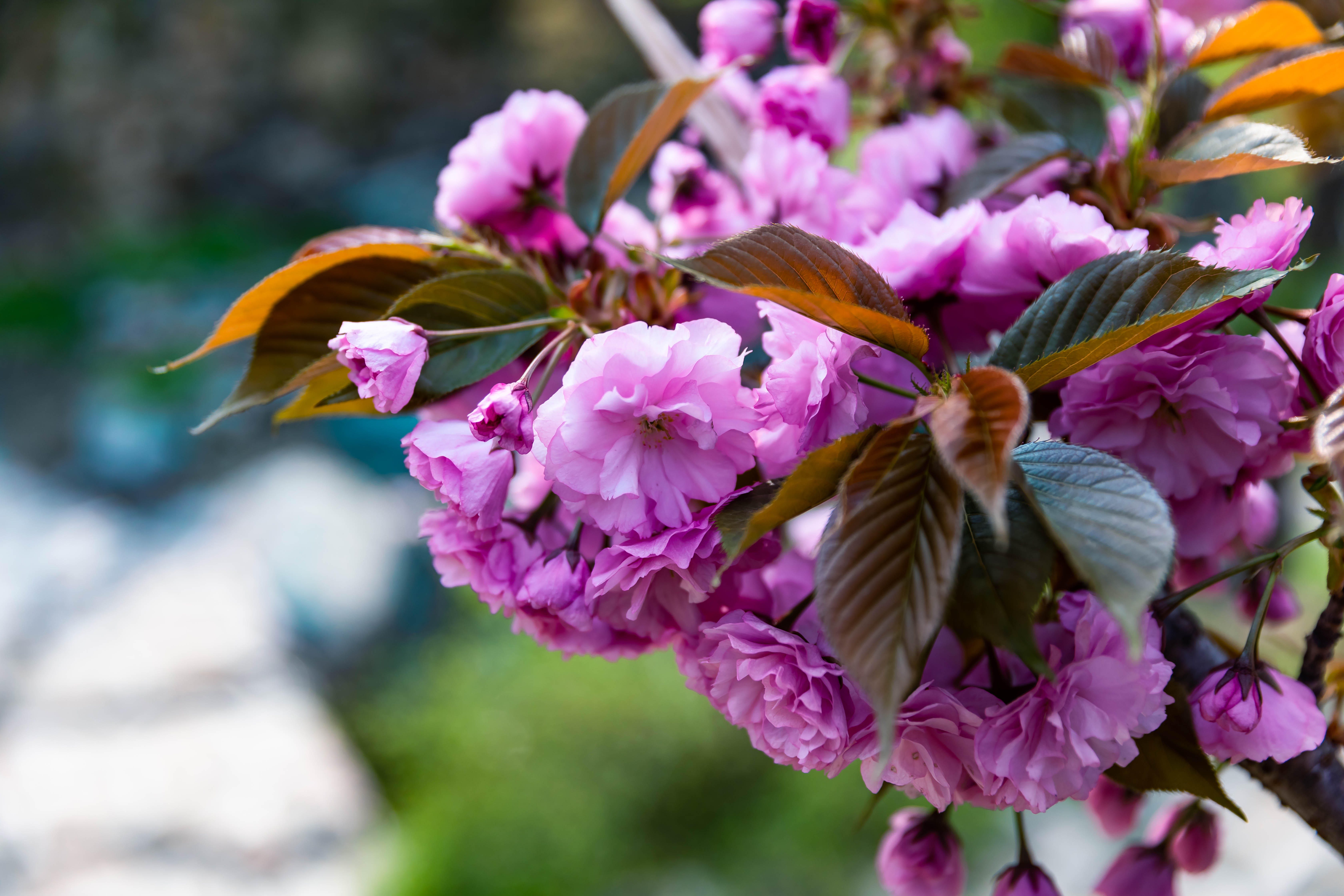 踏青济南攻略,济南黄河边春游攻略