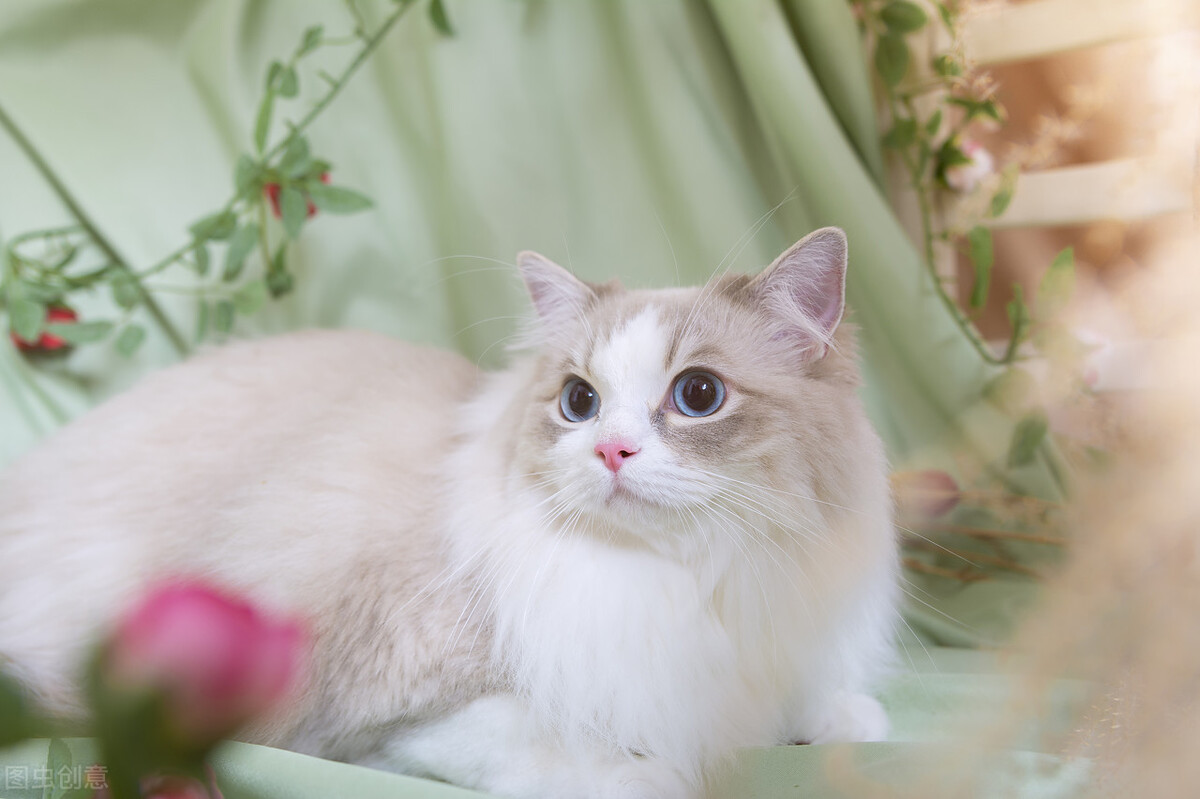 猫咪怀孕了感冒吃什么药,猫咪治疗感冒的药