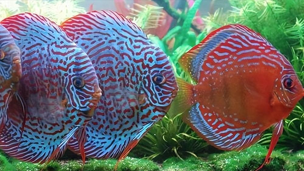 七彩神仙鱼繁殖期间可以喂食吗,七彩神仙鱼繁殖卵需要下什么药