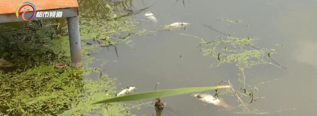 水库鱼死亡原因判断,水库捞鱼死亡水库有责任吗