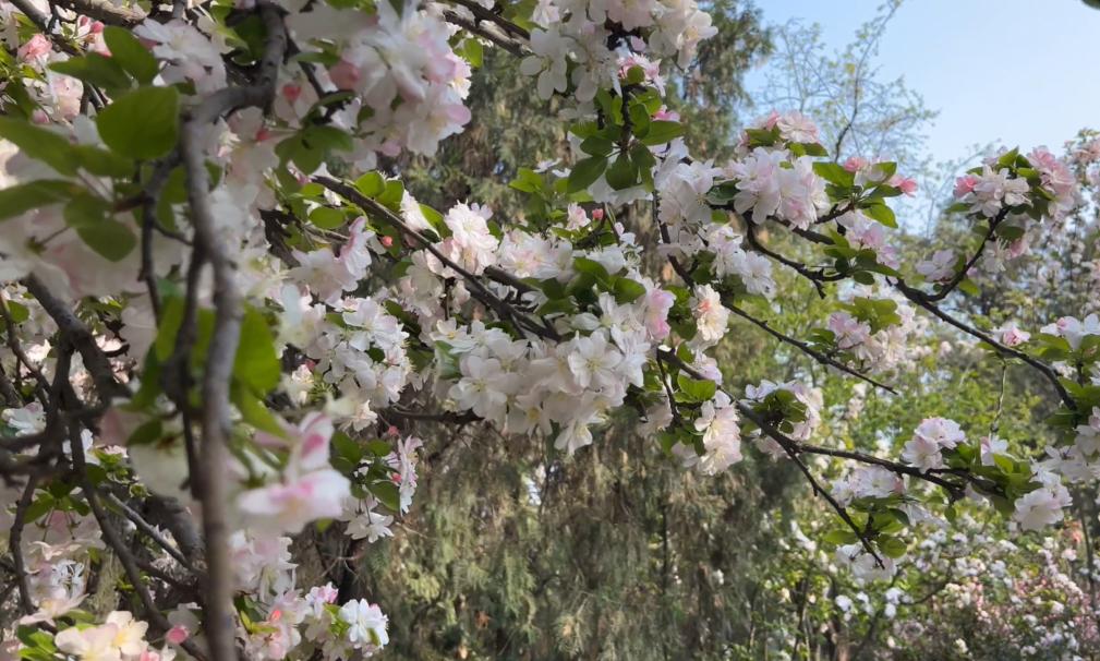 郑州踏青赏花全攻略,郑州最适合踏青赏花的地方