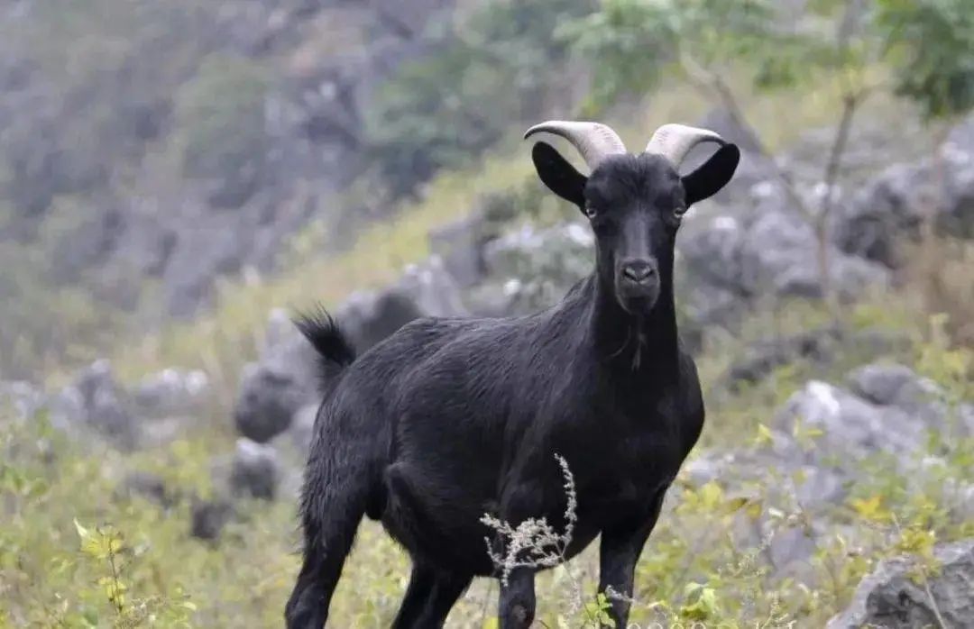 最近最火的羊哪个羊好吃,冬季吃羊哪家强